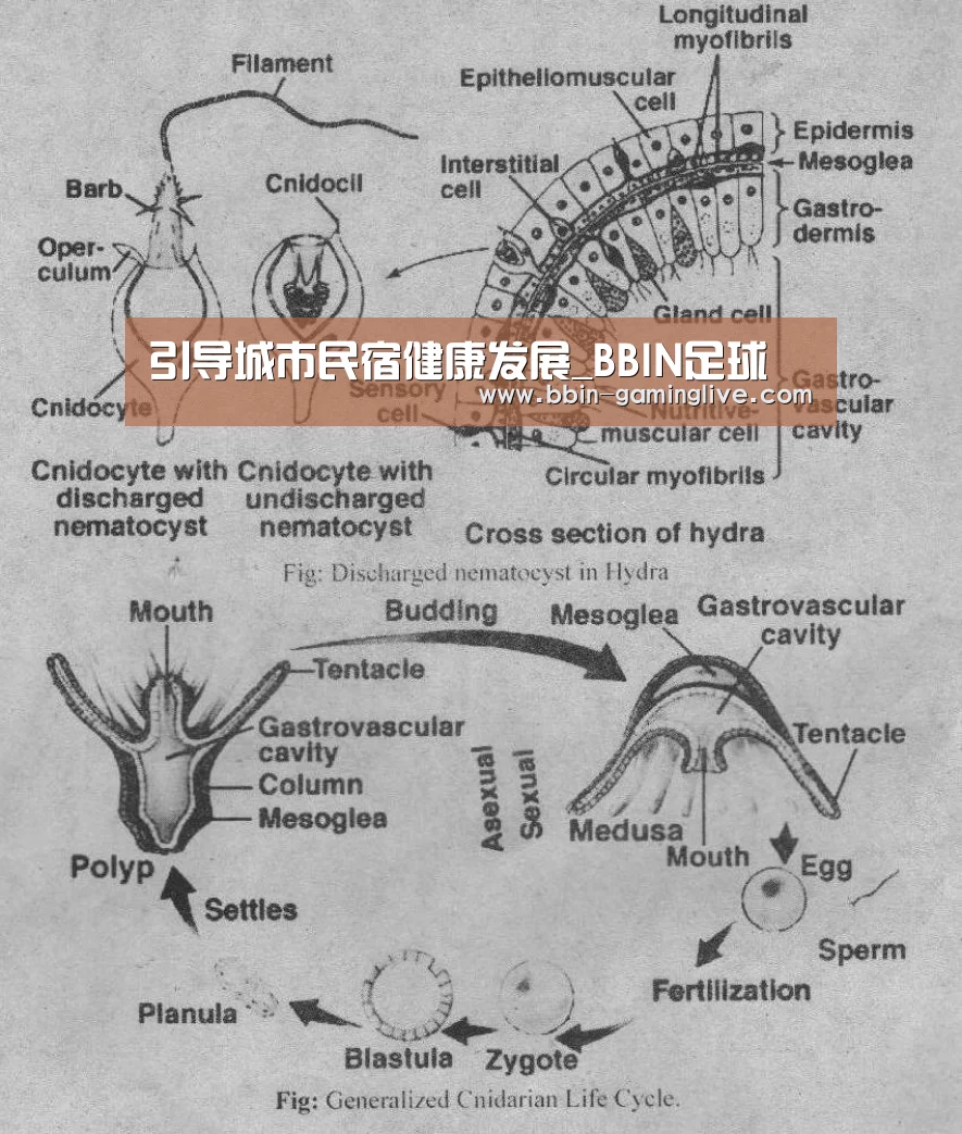 引导城市民宿健康发展_BBIN足球(图4) BBIN电竞